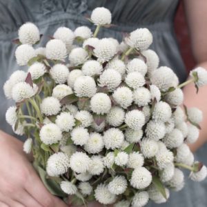 Smellin' Somethin' Good Farms  Farm to Table Flowers, Floral